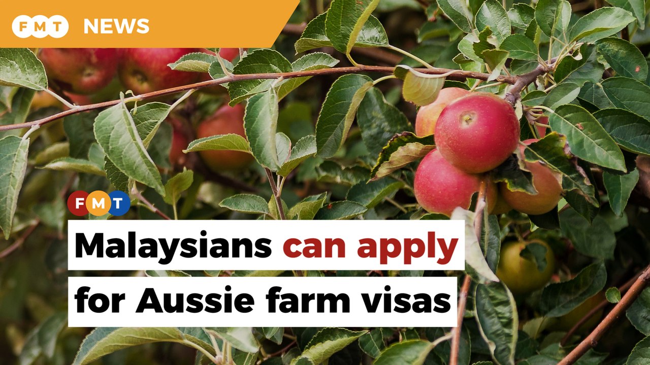 Govt has not banned Malaysians from applying for visas to work on Aussie farms, says Saravanan