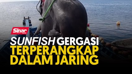 Sunfish gergasi terperangkap dalam jaring