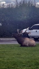 Onlookers Hold up Traffic to Watch Deer’s Display