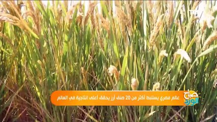عالم مصري يستنبط أكثر من 25 صنف أرز يحقق أعلى انتاجية في العالم