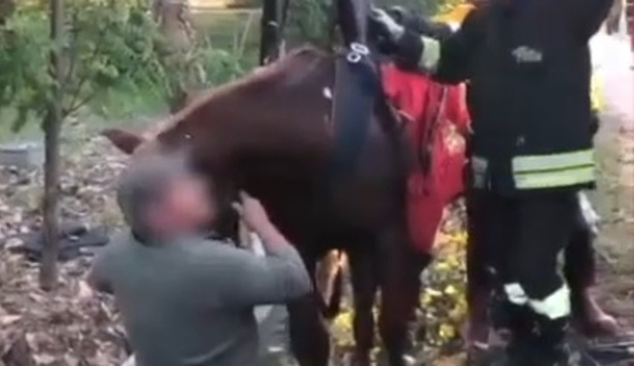 San Martino di Lupari (PD) - Cavalla e cavallerizza bloccate in canale di scolo: soccorse dai Vigili del Fuoco (19.10.21)