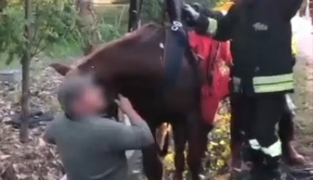 San Martino di Lupari (PD) - Cavalla e cavallerizza bloccate in canale di scolo: soccorse dai Vigili del Fuoco (19.10.21)