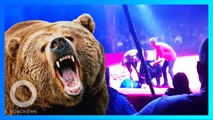 Beruang Sirkus Serang Wanita Hamil di Tengah Pertunjukkan