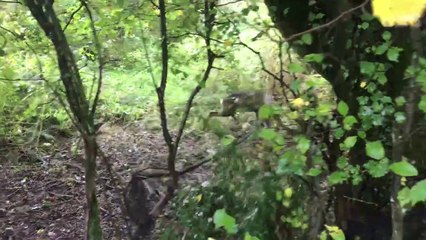 RSPCA deer rescue