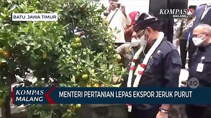 Lepas Ekspor Jeruk Purut, Mentan Dorong Pengembangan Hortikultura