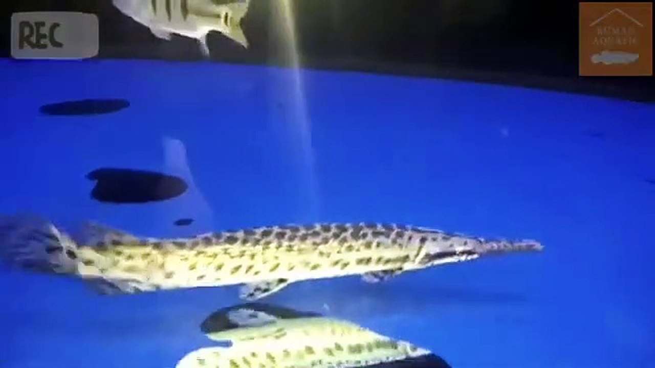 FISH ALIGATORS | KNOWING ALIGATOR FISH | HOUSE AQUATIC Q | RUMAH AQUATIC Q