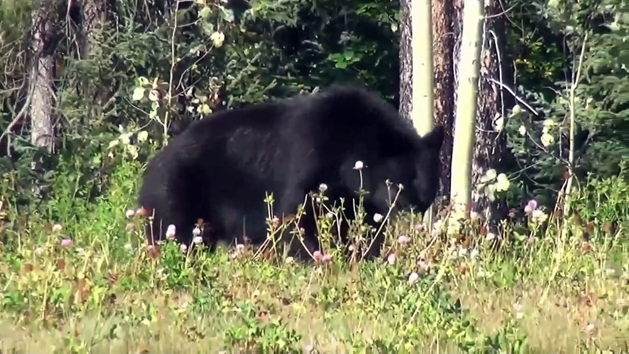 Bear in the forest%%%%%
