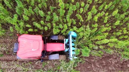 Türkiye'nin ilk tescilli kenevirinde hasat