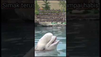Ikan paus beluga bisa ngomong#ikanpaus#beluga#ikan#paus#bisa#ngomong#pausbeluga#duniahewan