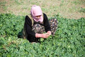 Üretici ve işçileri zehirli ıspanak iddiaları vurdu: Haller ıspanak almıyor