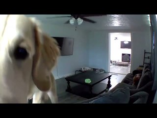 Doggy Ignores Owners Mystery Voice