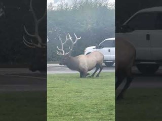 Onlookers Hold up Traffic to Watch Deer’s Display