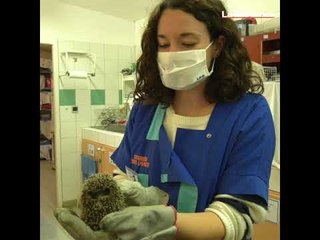 Vaucluse : ces anges gardiens des hérissons en détresse