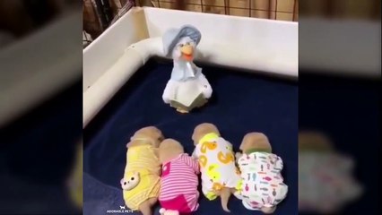 Baby Pets - Cute and Funny Pets Videos Compilation #6