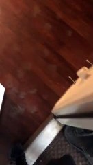 Dirty Dog Make Mess of Human's Home