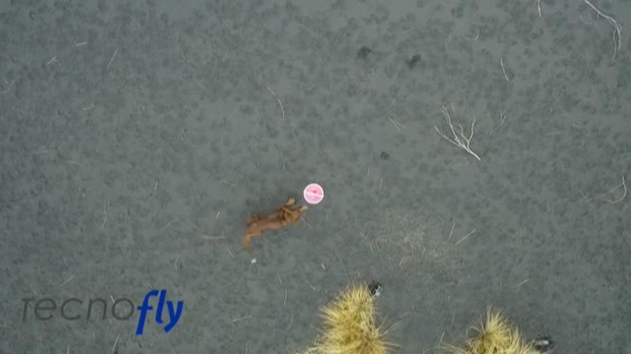 El Cabildo de La Palma da el visto bueno al rescate de los podencos atrapados entre coladas