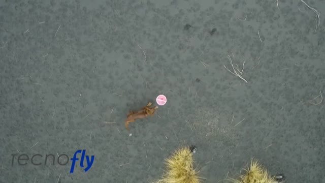 El Cabildo de La Palma da el visto bueno al rescate de los podencos atrapados entre coladas