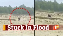 Caught On Cam: Elephant Gets Stuck In Flooded River In Uttarakhand, Rescued & Released In Forest