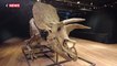 Le plus gros tricératops du monde est à vendre aux enchères