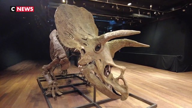 Le plus gros tricératops du monde est à vendre aux enchères