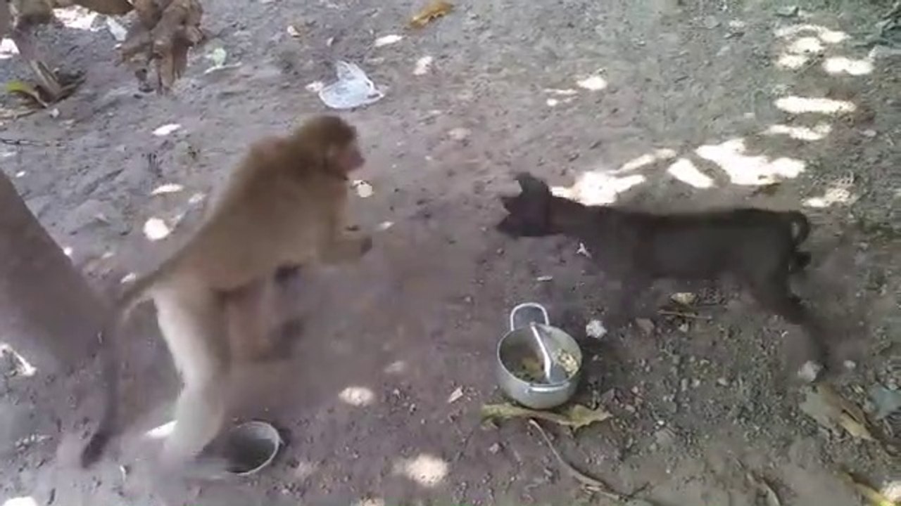 Monkey vs Dog_