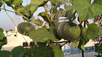 How to Grow Melon in Pot/Container