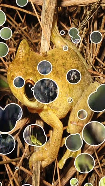 Amazing fact about Frog 