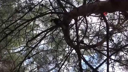 Son dakika haberi... Yatak çarşafıyla kedi kurtarma operasyonu