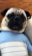 Ultimate Baby Dogs - Cute and Funny Dog Videos Compilation