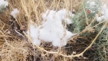 Yola saçılan pamuklar geçim kaynağı oldu