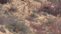 Yaban keçisi sürüsü doğal ortamında böyle görüntülendi