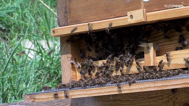 С мёдом во Франции дела не сладки