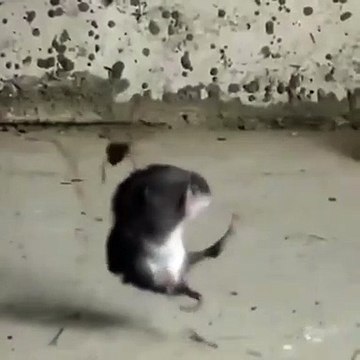 Cette araignée a capturé son repas... un gros repas