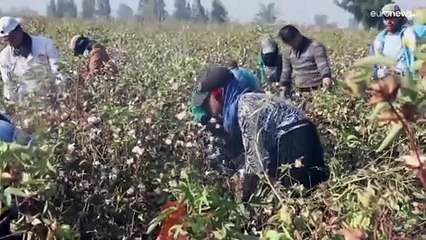 فيديو: كيف أثر التغيير المناخي على زراعة القطن في مصر؟