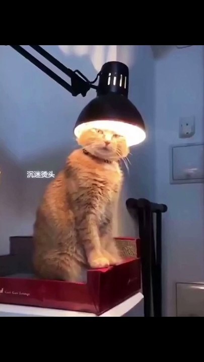 Funy cat