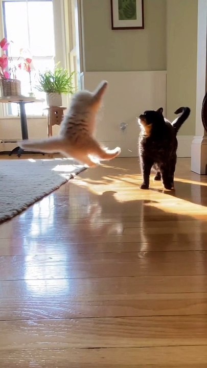 Happy cat