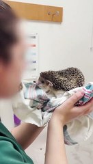 Hedgehog Plays Tug of War