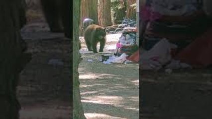 2-Year-Old Bear Cub Calls Campers Bluff