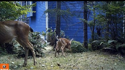 Two Playful Fawns Prance and Wrestle