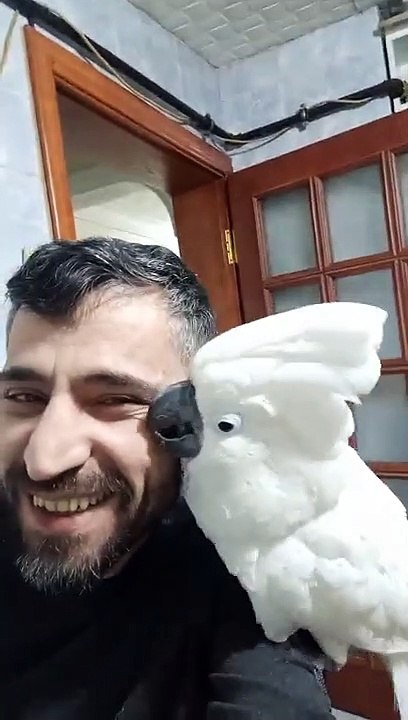 ŞARKIYA DÜET YAPAN PAPAĞAN - Sonda Coştu
