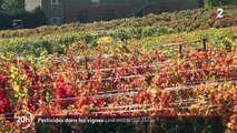 Santé : L'agence nationale de sécurité sanitaire lance une enquête sur les pesticides dans les vignes