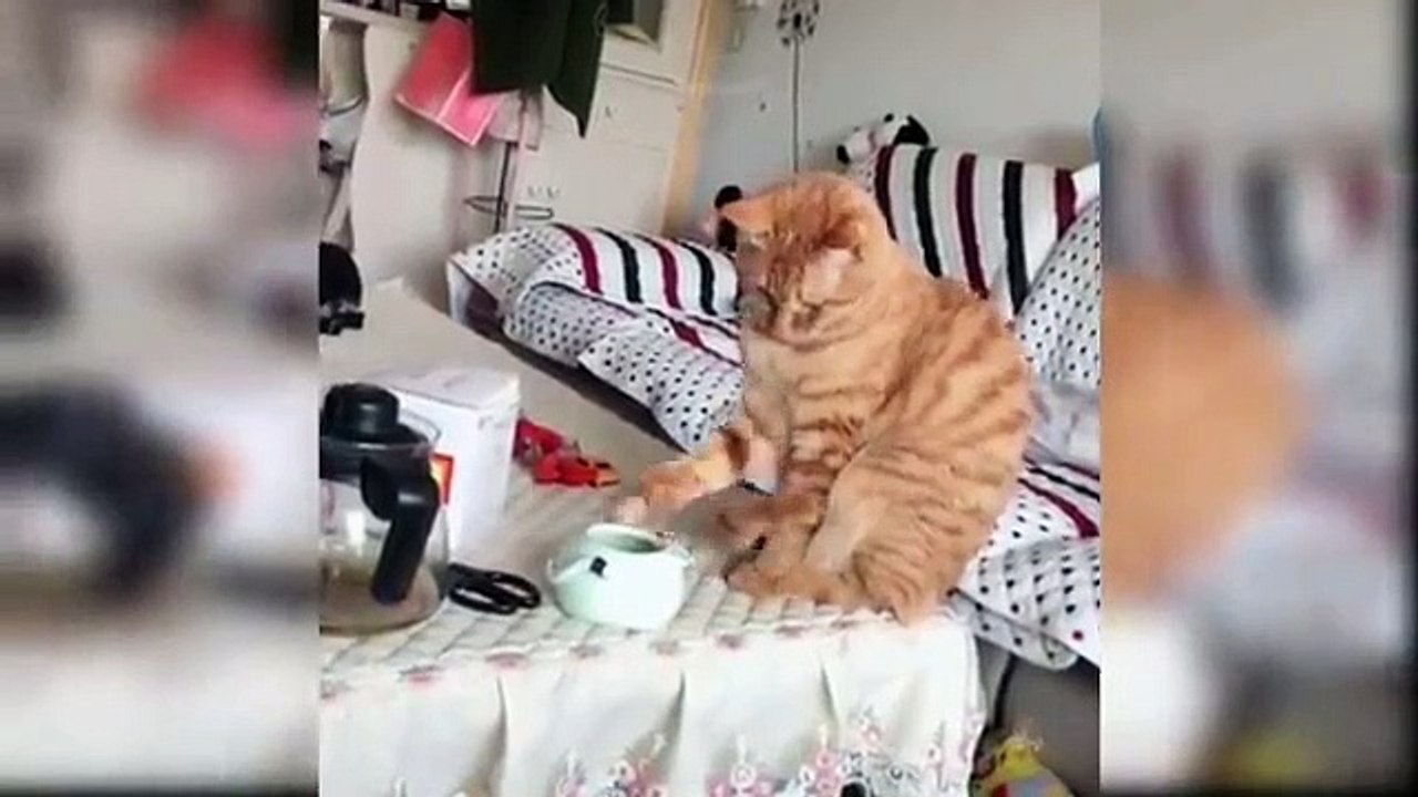 Funny cat complication 02