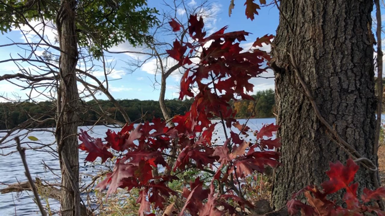 Fall Foliage