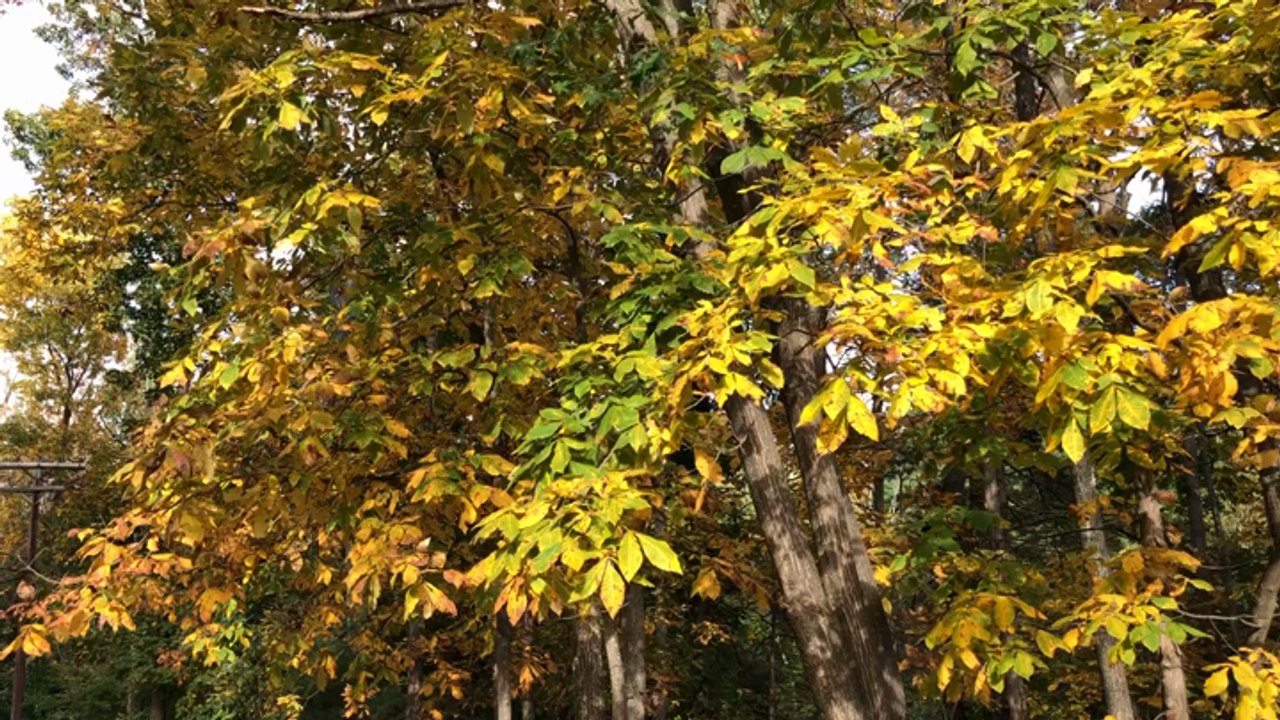 Fall Foliage