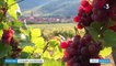 Pesticides : les domaines viticoles ciblés par une enquête d'envergure