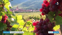 Pesticides : les domaines viticoles ciblés par une enquête d'envergure
