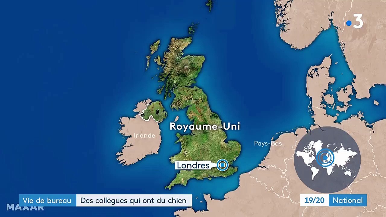 Royaume-Uni : de plus en plus d'entreprises autorisent les animaux de compagnies au bureau