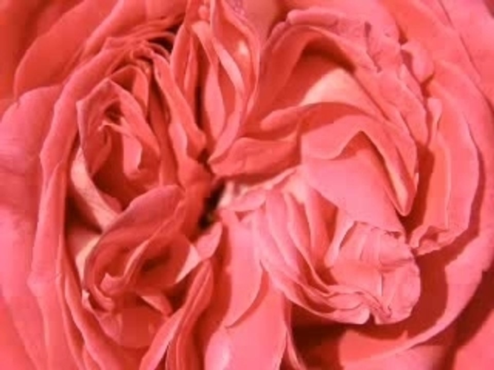 A Noite Branca da Rosa