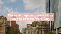 Cases of Leptospirosis Have Surged in New York City—What to Know About This Infectious Disease Spread by Rats