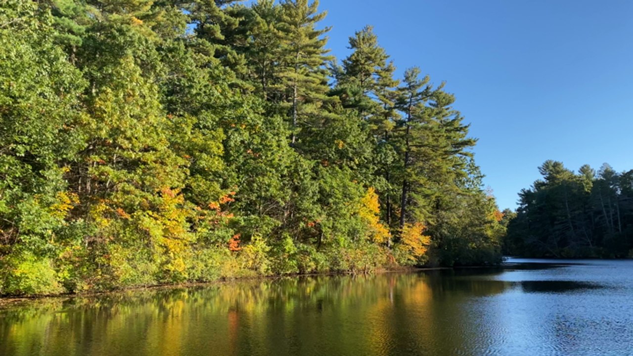 Footage of Changing Leaves